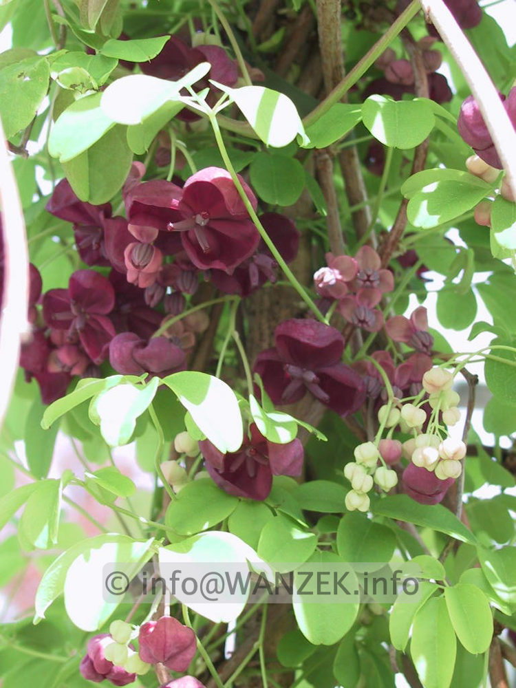 Akebia quinata - Blueten.jpg